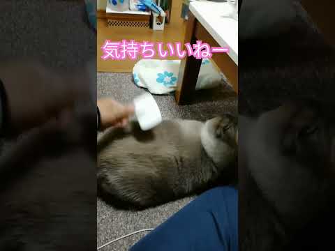 【ブラッシングお猫様】クラウチングスタートなテトちゃん　#cat #shorts #ブラッシング #クラウチングスタート#ねこ