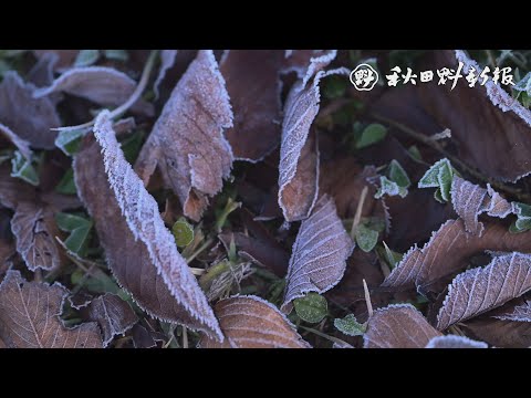 秋田市で初霜、初氷観測　広面近隣公園、落ち葉や草が真っ白に