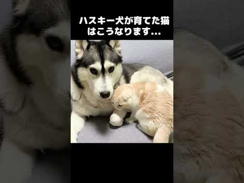 ハスキー犬が育てた猫はこうなります...#shots