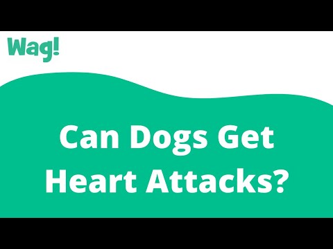 Can Dogs Get Heart Attacks? | Wag!