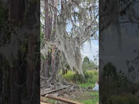 Gathering Spanish moss