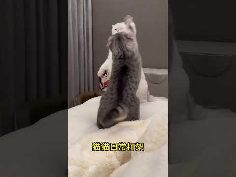 喜欢打架的猫猫日常。Daily life of cats who like to fight.#cat #catcute #小猫咪 #cuteecats