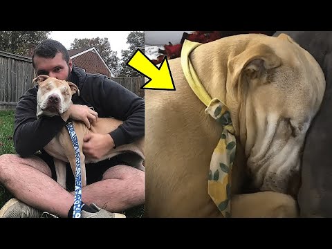 Dog Found Roadside Lost Her Eyes, Carries Blankets For Support