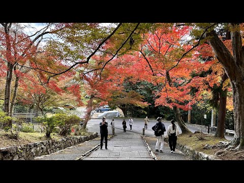 毘沙門堂跡賞楓，在京都山科附近 /  Bishamondo Monzeki @ Kyoto Yamashina, visited on 11-20-2023