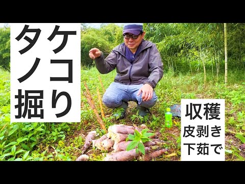 タケノコ（淡竹）掘り｜下茹では米ぬかではなく酢が良いって本当？