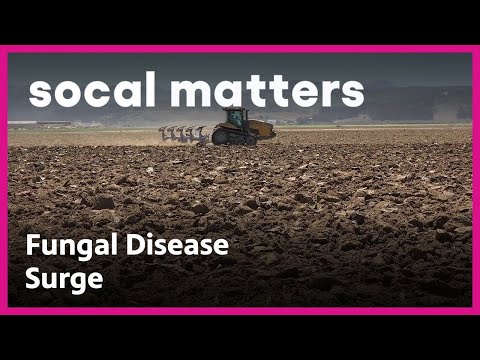 Valley Fever on the Rise Across CA | SoCal Matters | PBS SoCal