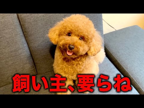 それでも飼い主は君のこと愛してるよ。【トイプードル】