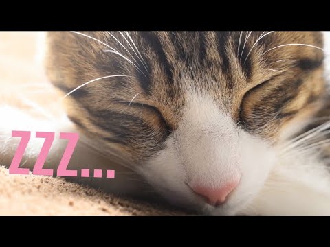 猫の寝顔に癒やされる、ほのぼのした日常-Sleeping Cat-