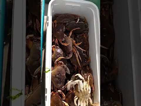 What a Haul! #crabbing #oregon #dungenesscrab #saltwater #bay