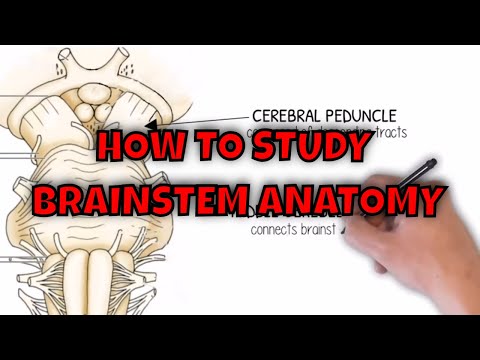 Brainstem anatomy & brainstem nuclei | How to study brainstem anatomy