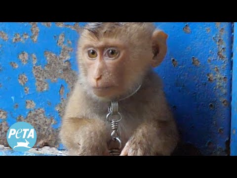 Baby Monkeys in Thailand Are Exploited for Labor