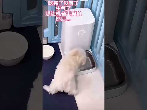 Pet dog, this cutie is angry! 😂😂 ペットの犬、この可愛い子が怒った！😂😂 宠物狗，这小可爱生气了！😂😂