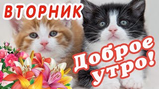 ВТОРНИК 🎺 ДОБРОГО УТРА / ДОБРОЕ УТРО / С ДОБРЫМ УТРОМ / ДОБРОГО УТРА ЛЮБИМОЙ / ПОЗИТИВ / ПОЗИТИВЧИК