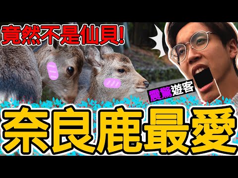 【旅遊】和奈良鹿搶食物?【人鹿格鬥】最愛竟然不是仙貝｜ΟΟ被咬了