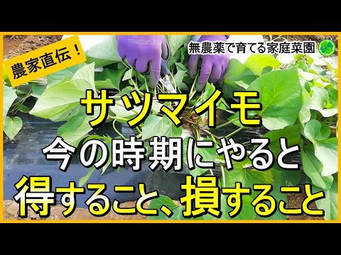 【サツマイモ】収穫量を増やすためにやった方が良いこと・やらない方が良いこと【有機農家直伝！無農薬で育てる家庭菜園】　24/6/22