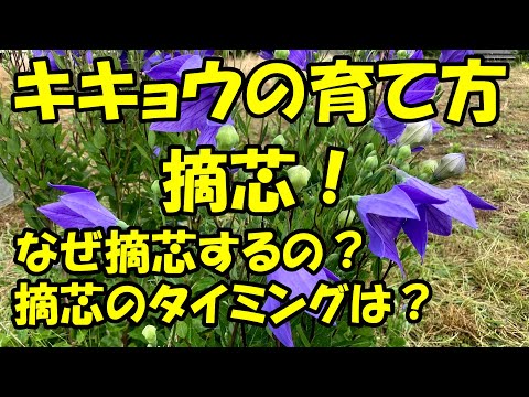 キキョウの育て方　摘芯