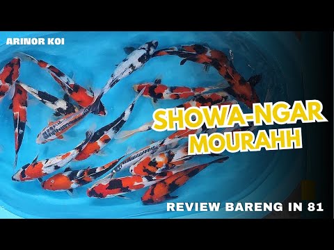 REVIEW IKAN KOI SHOWA NGARRRRR DI ARINOR KOI 🤗