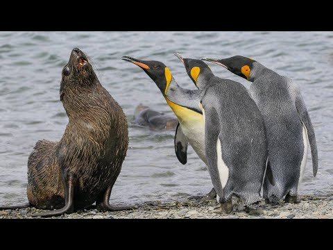 20 Momentos De Amistad Más Fuertes Entre Animales Salvajes Captados En Cámara