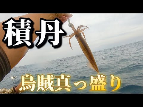 【北海道】【釣り】キター！積丹！烏賊真っ盛り！狙いのヒラメはイカに(≧◇≦)！