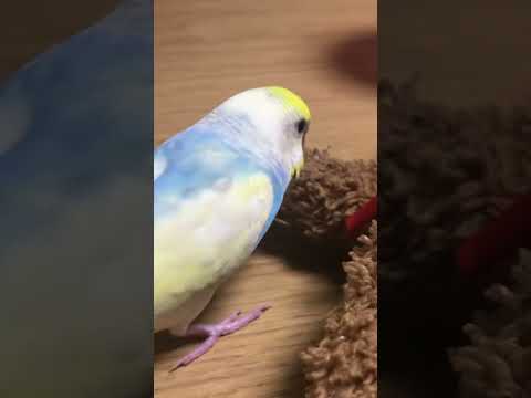 くまちゃんとすいちゃん #shorts #セキセイインコ #budgie #かわいい #すいちゃん