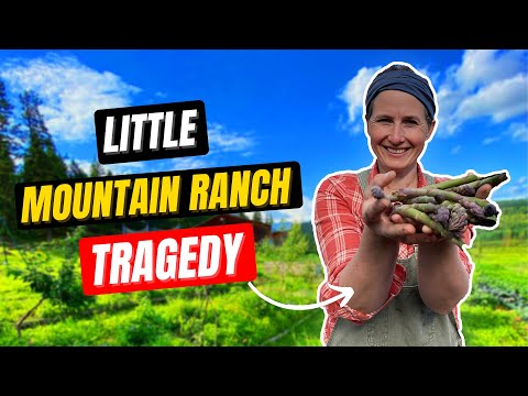 What Really Happened to Little Mountain Ranch? Little Mountain Ranch Adoption | Husband | Family