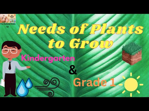 What Plants Need to Grow/ Basic Needs of Plants/ How Plants Grow for Kids/ Kindergarten /Grade1