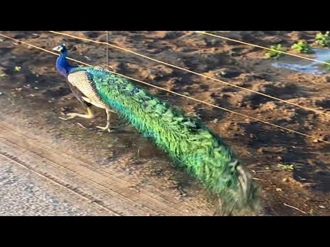 畑道にクジャクみたいな大きな鳥がいました😃