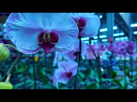 #三峽花市應有盡有Taiwan Flower Market#寶島台灣#四季如春# DJI 大疆 Osmo Pocket 3原始輸出  2024/12   4K