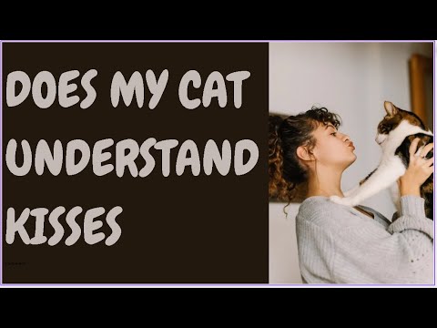 Does My Cat Understand Kisses