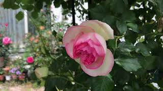 Our Rose Garden Pierre de Ronsard Eden Rose ピエール ド ロンサール 20210501