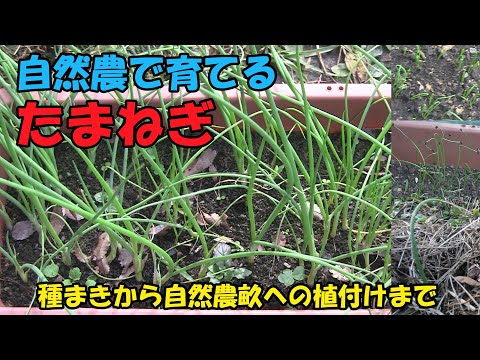 【玉ねぎ】自然農で育てるたまねぎ