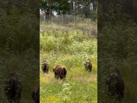 Majestic American Bison grazing peacefully in the Bison Paddock at Golden Gate Park, San Francisco!