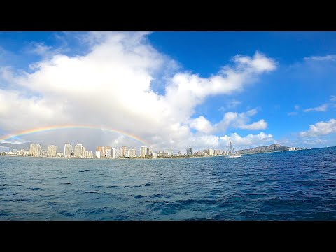 Snorkeling with Dolphins & Turtles in Honolulu 【ウミガメと泳ぐシュノーケリング】#Shorts