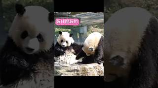 渝可渝愛大型翻車現場#panda #熊貓 #cute #貓熊 #funny #搞笑 #funnyshorts