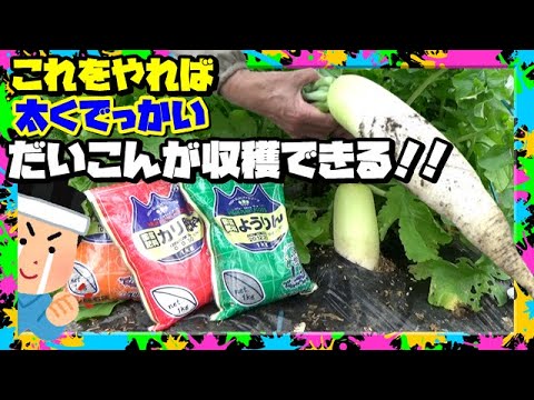 大根が育たない!! だいこんを美味しくデカく太らせる方法