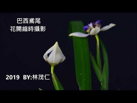 2019巴西鳶尾花開縮時攝影