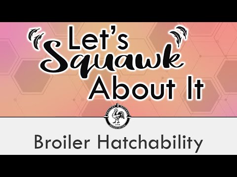 Let’s Squawk About It (S5 E3) - Broiler Hatchability