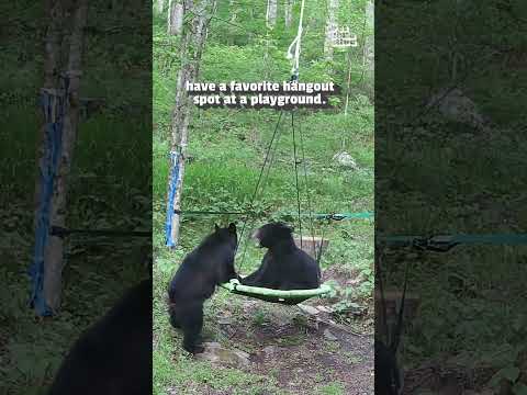 Baby Bears Play On Swing