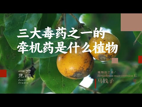 古代三大毒药之一的“牵机药”是什么植物