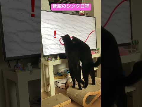 兄弟じゃないのに…脅威のシンクロ率 #ねこ動画 #保護猫との暮らし #ねこのいる生活 #cat