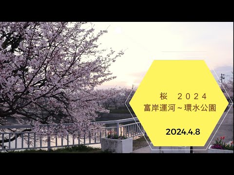 2024.4.8　2024桜　富岸運河～環水公園