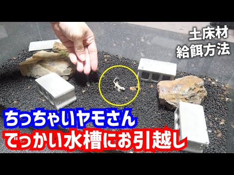 【ヤモリ】ちびヤモリの大きい水槽レイアウト【床材｜給餌｜人工餌のあげかた】