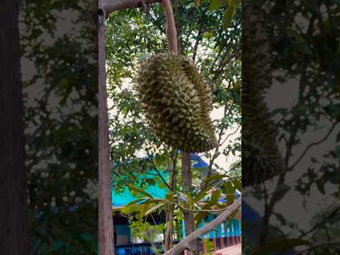 The durian tree produced only 1 fruit.