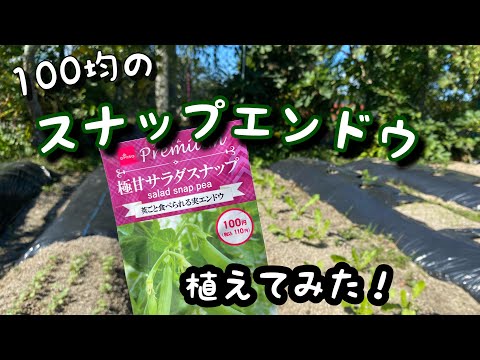 ダイソーのスナップエンドウ植えてみた【家庭菜園】