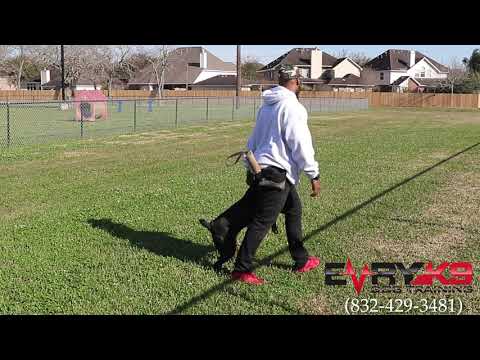 Dog Training | Houston Tx