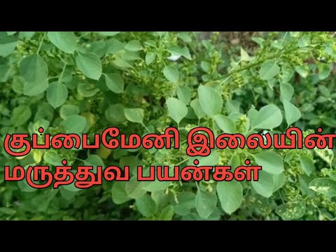 குப்பைமேனி இலையின் மருத்துவ பயன்கள்||kuppaimeni uses in tamil