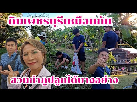 ดินเพชรบุรีเหมือนกันแต่สวนกำภูปลูกได้ดีแค่บางอย่าง #บ้านสวนกำภูEp1231