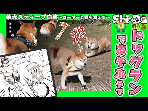 【犬びよりプラス】ドッグランであそぶやで【柴犬スティーブ白書】