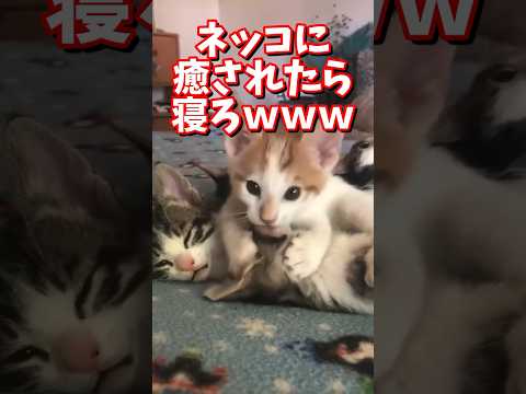 ネッコの動画で癒されたら寝ろｗｗｗ　#2ch #2ch動物スレ #2ch面白いスレ #動物 #犬 #猫 #癒やし #ねこ動画#ねこ