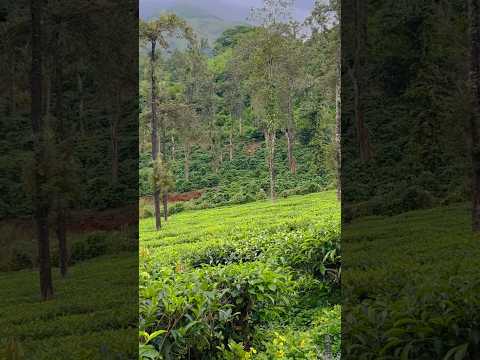 View. #youtube #motovlog #youtubeshorts #shortvideo #vlog #kerala #teaestates #iphone14plus #me